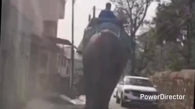 रामनगर: रामनगर में जिम कॉर्बेट नेशनल पार्क का एक पालतू हाथी शहर के मुख्य मार्ग से गुजरा, राहगीर, वाहन चालक और पर्यटक हैरान