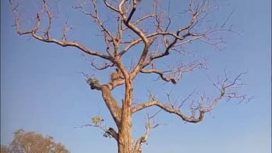 चंदनकियारी: बंगलपड़ा स्कॉटलैंड के पास 440 वोल्ट का बिजली तार टूटकर गिरने से अफरातफरी, टला बड़ा हादसा