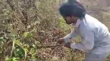 बैतूल: बैतूल बाजार: कथा पंडाल में निकला रसल वाइपर, सर्प मित्र ने पाया काबू, भक्तों में दहशत