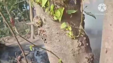 बगहा: रामनगर में आग लगने से अफरा-तफरी मची