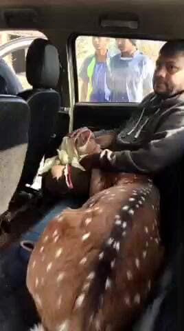 केरेडारी: केरेडारी के नवाखाप में जंगली हिरण पर कुत्तों का हमला, ग्रामीणों ने तत्परता से बचाई जान