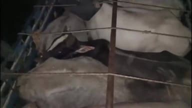 गंगधार: टोकड़ा में गोवंशों को पिकअप में ठूंसकर ले जा रहे थे, गौरक्षक दल ने पिकअप पकड़कर पुलिस को सौंपी