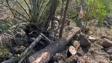 बिलासपुर सदर: बिलासपुर में चंदन तस्करों का कहर, रातों-रात 11 पेड़ों पर चली कुल्हाड़ी, अन्य पेड़ों पर भी कटान के निशान