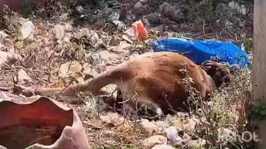 সীমলাপাল: হাসপাতালের পিছনে মৃত গরু, দুর্গন্ধে নাজেহাল রোগী-পরিজন! সিমলাপাল ব্লক হাসপাতালে চাঞ্চল্য