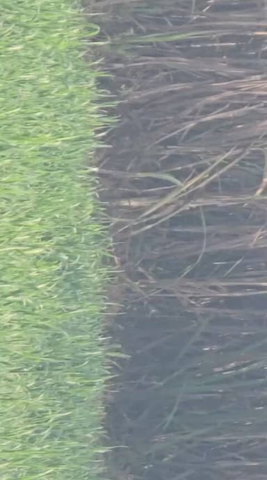 Aaj Tarik 11february 2026 ko khairani main sher nikla