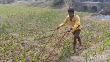 হিলি: সীমান্তবর্তী হিলিতে অর্থকরী ভুট্টা চাষে ভাগ্য বদলের স্বপ্ন দেখছেন কৃষকেরা