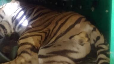 ಬೆಸಗೂರಿನಲ್ಲಿ ಹುಲಿ ಸೆರೆ ಅರಣ್ಯ ಇಲಾಖೆಯಿಂದ ಯಶಸ್ವಿ ಕಾರ್ಯಾಚರಣೆ