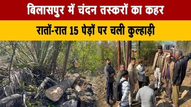 बिलासपुर में चंदन तस्करों का क| हर
रातों-रात 15 पेड़ों पर चली कुल्हाड़ी
#BilaspurNews #SandalwoodSmuggling #IllegalLoggi...