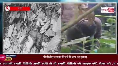 पीलीभीत टाइगर रिजर्व में बाघ ने बुजुर्ग महिला को बनाया निवाला, जंगल में मिला क्षत-विक्षत शव
#PilibhitTigerReserve