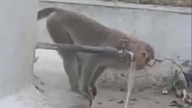 ಕೊಪ್ಪಳ: ಮಳೆಮಲ್ಲೇಶ್ವರ ದೇವಸ್ಥಾನದಲ್ಲಿ ನಲ್ಲಿ ಚಾಲುವು ಮಾಡಿ ನೀರು ಕುಡಿದ ಮಂಗದ ವಿಡಿಯೋ ತೀವ್ರ ಸಂಚಲನ ಮೂಡಿಸಿದೆ