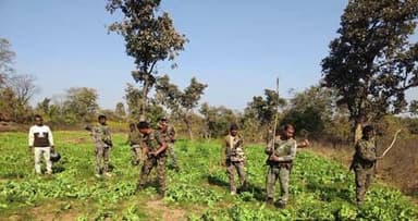 मनातू: मनातू प्रखंड के जंगलों में 6 एकड़ में अवैध अफीम की फसल नष्ट की गई