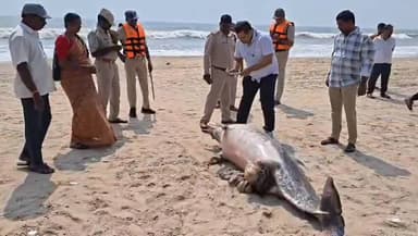 నరసాపురం: సముద్ర తీరం చేరిన 40 తాబేళ్లు,1 డాల్ఫిన్ మృతదేహాలు, పీఎం లంక నుంచి పేరుపాలెం బీచ్ వరకు విస్తరించిన తీర ప్రాంతంలో ఘటన