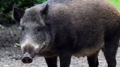 पूर्णागिरि: जंगली सुअर और नीलगाय से फसल नुकसान रोकने के लिए विशेष अनुमति व्यवस्था शुरू