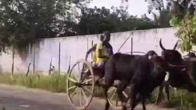 ஸ்ரீவைகுண்டம்: மணக்கரை மலை பார்வதி அம்மன் கோவில் திருவிழா முன்னிட்டு மாட்டுவண்டி பந்தயம்