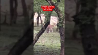 बाघों का मुख्य भोजन Spotted Deer #ranthambore #rajasthan #tigersafari