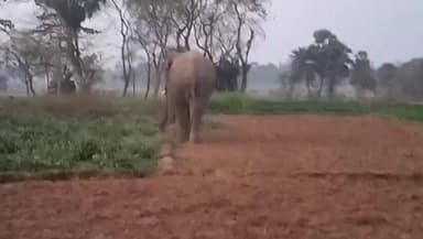 গড়বেতা ৩: সাত সকালে আড়াবাড়ির টুংনিতে দলছুট দাঁতাল হাতির তাণ্ডব