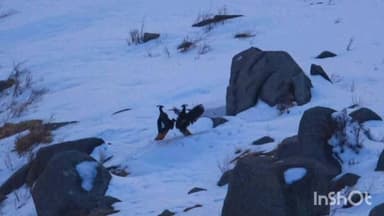 डलहौज़ी: बर्फीली पहाड़ियों पर हिमालयन मोनाल का संघर्ष, कैमरे में कैद हुई दुर्लभ तस्वीरें