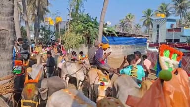 வாணியம்பாடி: கிரிசமுத்திரம் பகுதியில் ஸ்ரீ முத்துமாரியம்மன் ஆலய திருவிழாவையொட்டி மாபெரும் எருதுவிடும் திருவிழா 250க்கும் மேற்பட்ட காளைகள் பங்கேற்பு