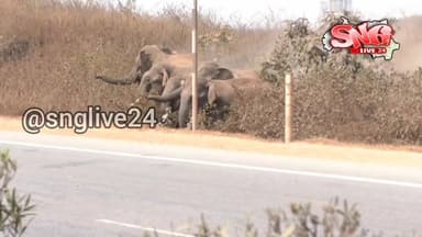 ସୁନ୍ଦରଗଡ଼ ଜିଲ୍ଲା ବଡ଼ଗାଁ ବନାଞ୍ଚଳ ଅନ୍ତର୍ଗତ କୁତ୍ରା ଥାନା ନିକଟରେ ଆଜି ସକାଳୁ ରାଜ୍ୟ ରାଜପଥ–୧୦ ଉପରେ ୨୨ ଟିକିଆ ହାତୀପଲ ଥିବା ଦୃଶ୍ୟ ଦେଖ...