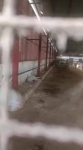 अकलेरा में गोशाला गायों कि हालत खराब है गोशाला में रहने वाले कोई भी देन नही दे रहै है