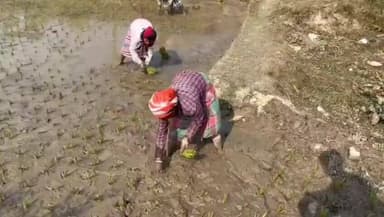 চাঁচল ২: ভোটের প্রতিশ্রুতির ভিড়ে হারিয়ে যাওয়া শ্রমের গল্প: মালদায় ২৭০ টাকায় আদিবাসী মহিলাদের হারভাঙা খাটুনি