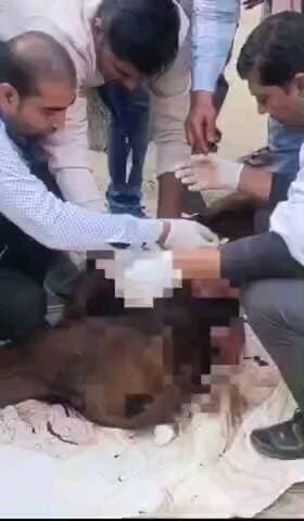 गोविंदगढ़: गोविन्दगढ़ में दिनदहाड़े गोवंश पर हमला, गांव वालों ने देखा तो भागे हमलावर, घायल गोवंश अस्पताल में भर्ती