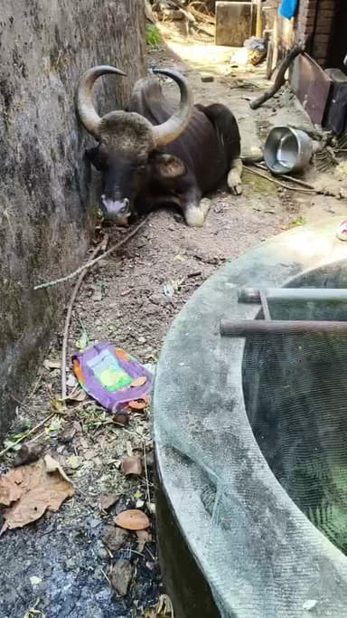 പുനലൂർ: കുളത്തൂപ്പുഴയിൽ വീടിനു സമീപം കാട്ടിയെ അവശനിരയിൽ കണ്ടെത്തി