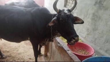 सिणधरी: सेक्स सॉर्टेड सीमन से बदलेगी पशुपालकों की तकदीर, ग्राम पंचायत स्तर पर जागरूकता, दुग्ध उत्पादन बढ़ाने की दिशा में अहम पहल