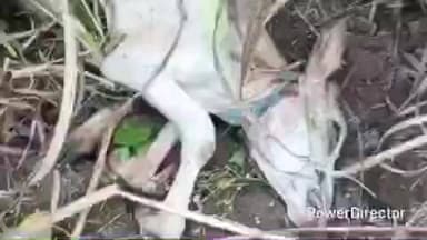 ಯಳಂದೂರು: ಗಂಗವಾಡಿ ಗ್ರಾಮದಲ್ಲಿ ಮುಂದುವರೆದ ಚಿರತೆ ಉಪಟಳ- ಹಸು ಬಲಿ