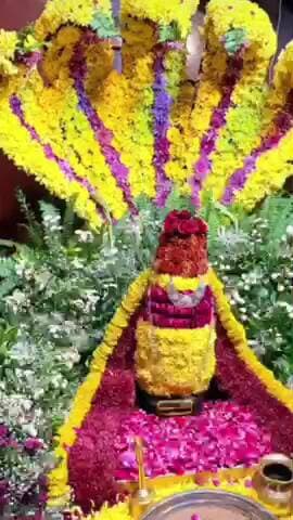 चौमूं: चोंमू में श्रद्धालुओं और भाजपा कार्यकर्ताओं ने पूर्व विधायक रामलाल शर्मा का 51 मीटर लंबा साफा पहनाकर भव्य स्वागत किया