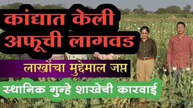 शेतकऱ्याचा अजब प्रताप || ७२ लाखांची अफू जप्त || स्थानिक गुन्हे शाखेची मोठी कारवाई