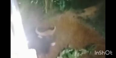 संगमेश्वर: तालुक्यात विहिरीत पडलेल्या पाच रानगव्यांची वन विभागाकडून सुखरूप सुटका