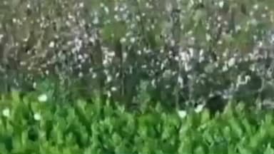 जावद: कपास के बीज के साथ अफीम उगाने का खुलासा, ड्रोन से हुआ पर्दाफाश, आरोपी किसान गिरफ्तार