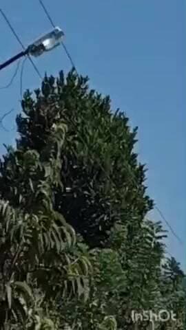 ನರಸಿಂಹರಾಜಪುರ: ಬಾಳೆಹೊನ್ನೂರು ಸುತ್ತಮುತ್ತ ಮತ್ತೆ ಹಾರಾಡಿದ ಕಿರು ವಿಮಾನ