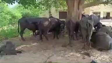 मनिया: मनियां पुलिस की कार्रवाई में अवैध हथियार, पशु क्रूरता और अवैध खनन के मामले में 7 लोग गिरफ्तार