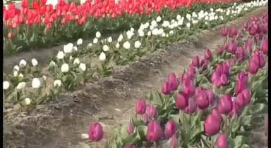 पालमपुर: पालमपुर में खिला ट्यूलिप गार्डन, इस बार एक लाख से अधिक पर्यटकों के आने की उम्मीद
