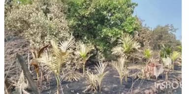 गुहागर: मासू येथील शेतकऱ्याच्या फळबागेला भीषण आग आंबा-काजूची शेकडो झाडे जळून खाक