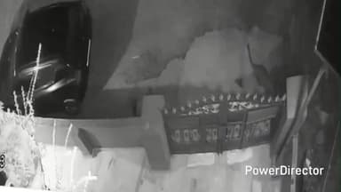 रामगढ़: भीमताल के ब्लॉक रोड में एक तेंदुआ घरों के पास घूमता हुआ दिखाई दिया, वीडियो सीसीटीवी कैमरे में कैद