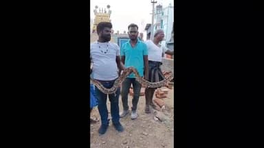 திருப்பத்தூர்: நாகமுத்து மாரியம்மன் ஆலயத்தின் உள்ளே இருந்த மாலைபாம்பை லாவகமாக மீட்டு வனத்துறையினரிடம் ஒப்படைத்த வாலிபர்கள்.