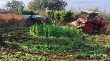 हेरहंज: पुलिस और एसएसबी जवानों ने ग्राम की वन भूमि में लगी अफीम की खेती को किया नष्ट