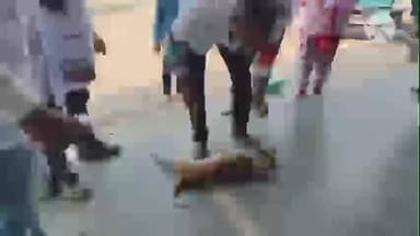 কাকদ্বীপ: বিশ্ব জলাতঙ্ক দিবস পালন হলো কাকদ্বীপে