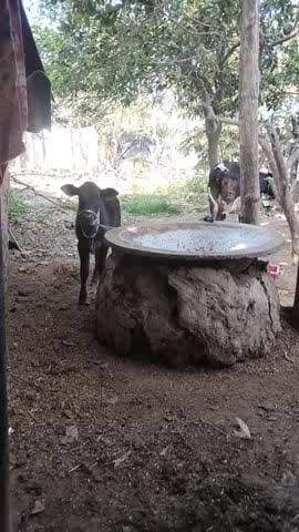 jay guru jan ki jay ho jay sree ram jay sree ram