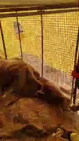 Singha Khurd ka gaushala mein Gau hatya ho rahi hai