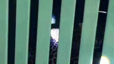 कराड: कराड तालुक्यातील उंडाळे येथे तिनपैकी एक बिबट्या जेरबंद