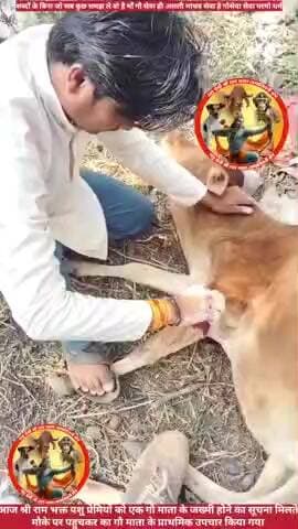 श्रीरामभक्त वपशु प्रेमियों को एक गौ माता के जख्मी होने का सूचना मिलते ही मौके पर पहुच कर गौ माता का प्राथमिक उपचार किया