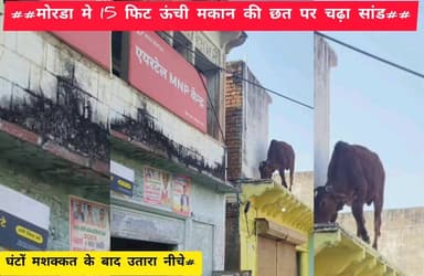 टोडाभीम-मोरडा में छत पर चढ़ा सांड #KarauliNews