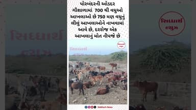 ઓડદર ગૌશાળામાં 700 થી વધુઓ આખલાઓ છે 750 મણ વધુનું લીલું આખલાઓને નાખવામાં આવે છે