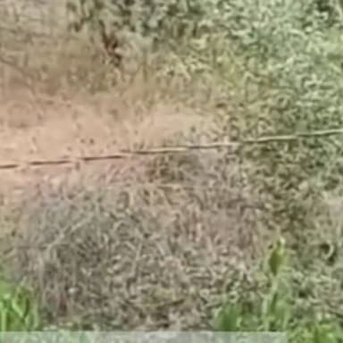 थानागाजी: सरिस्का बाघ अभ्यारण्य में वर्षों बाद भालू दिखाई देने से वन विभाग में वन्यजीव प्रेमियों में खुशी छाई