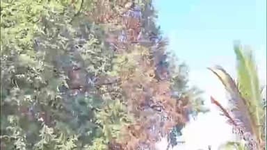 ಶ್ರೀನಿವಾಸಪುರ: ಯಗವಪಾಪಿಶೆಟ್ಟಿಪಲ್ಲಿ ಗ್ರಾಮದಲ್ಲಿ ವಿದ್ಯುತ್ ಶಾರ್ಟ್ ಸರ್ಕ್ಯೂಟ್ನಿಂದ ಮರಗಳಿಗೆ ಬೆಂಕಿ ತಗುಲಿ ರೈತ ಕಣ್ಣೀರು.