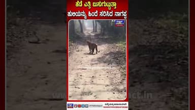 ಪಿಲಿಭೀತ್ ಟೈಗರ್ ರಿಸರ್ವ್ನಲ್ಲಿ ರೋಚಕ ದೃಶ್ಯ!ಹೆಡೆ ಎತ್ತಿ ಬುಸುಗುಟ್ಟುತ್ತಾ ಹುಲಿಯನ್ನು ಹಿಂದೆ ಸರಿಸಿದ ನಾಗಪ್ಪ